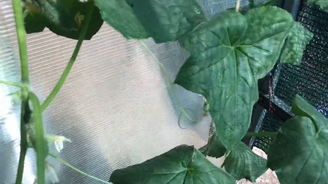 Огурцы в открытом грунте. Амур F1. смотреть онлайн