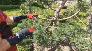 Ниваки из сосны обыкновенной: второй этап формирования (улучшенный звук)