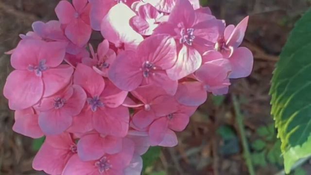【 Happy Gardening 18 】Hydrangea； 绣球花 смотреть онлайн