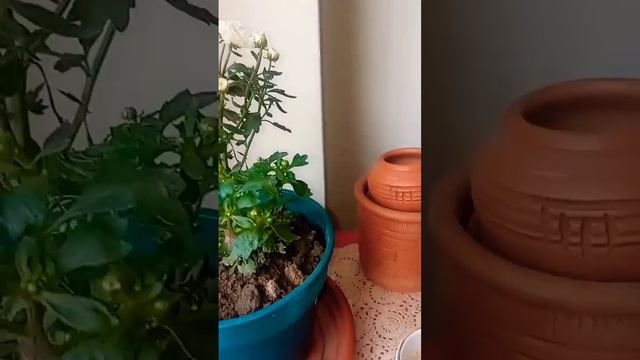 Good Morning. Alhamdulillah ❤️❤️❤️ #bengalivlog смотреть онлайн