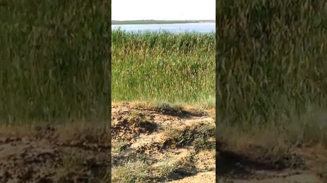Озеро  утром. Береславка