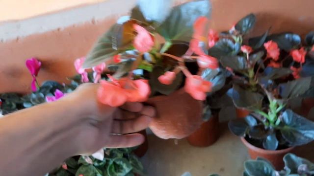 Қува гуллари нархлари. смотреть онлайн