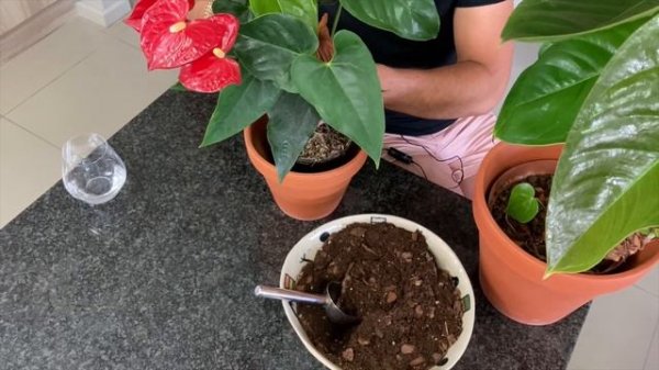 Complete Anthurium Andraeanum Care Guide