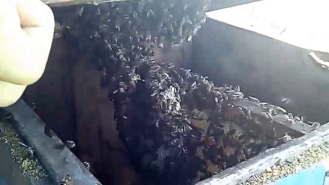 Чужой Рой и вайфай смотреть онлайн