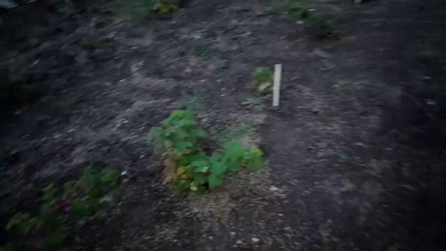 ✓1041. Малина Энросадира. 14 октября 2020. смотреть онлайн