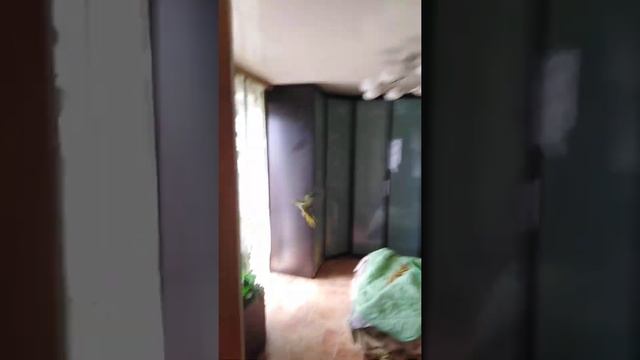 Попугай ожереловый мальчик смотреть онлайн