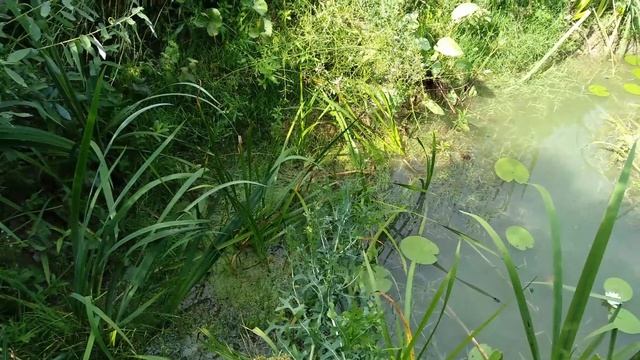Плавающие острова из лозы и как очищается вода в натуральном глиняном пруду смотреть онлайн