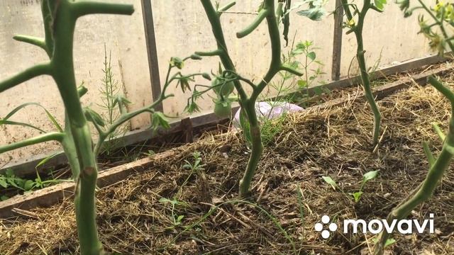 Мужики копают, я снимаю/ Руки добрались до нового дома/ смотреть онлайн