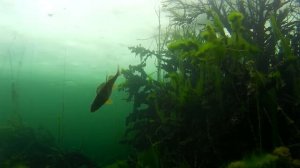 Как ловить рыбу  на снасть Балда + подводные съемки(ловля на жерлицу) My fishing