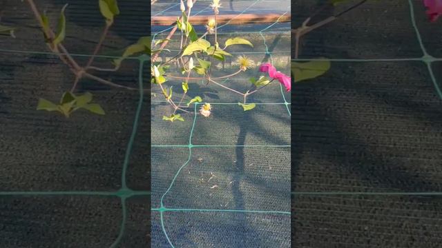 Клематис сорту "Аллана". смотреть онлайн