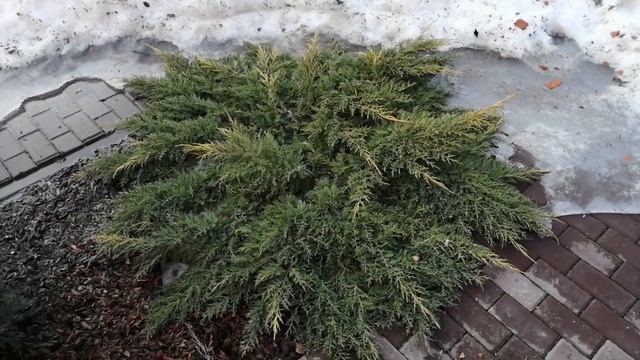 РАЗМОРОЗКА МОЖЖЕВЕЛЬНИКА ГОЛД СТАР !!! смотреть онлайн