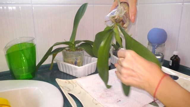 Нужна ли АДАПТАЦИЯ новым орхидеям/ Обработка (одна из...)/ Красота да и только! смотреть онлайн