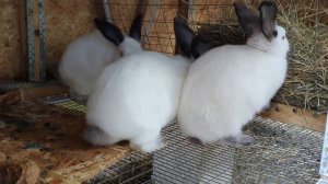 Калифорнийский кролик - особенности породы