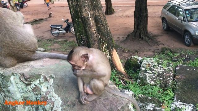 Funny baby monkey can't stay in place when Alpha tries to mate with his mummy смотреть онлайн