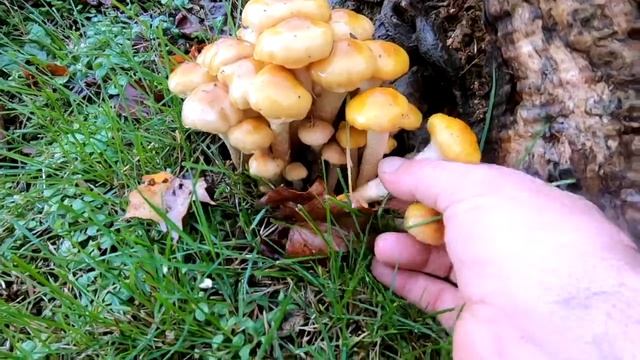 Honey Mushrooms 10/8/21 West Michigan. смотреть онлайн