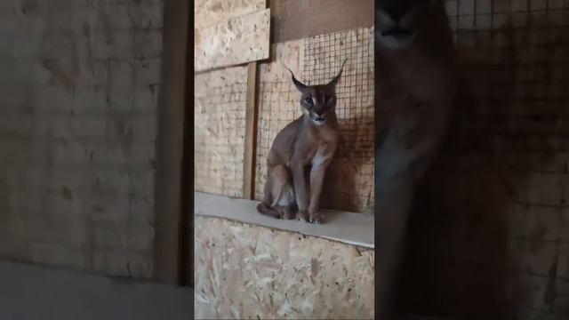 Большой Каракал Эрос.Caracal Eros смотреть онлайн
