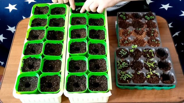 Пикировка цветов сальвия и целозия! Pickings of salvia and celosia flowers! смотреть онлайн