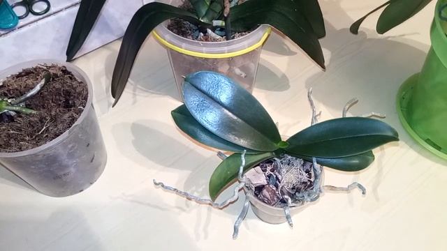 необходимость заправить воздушные корни в грунт. делаем это правильно смотреть онлайн