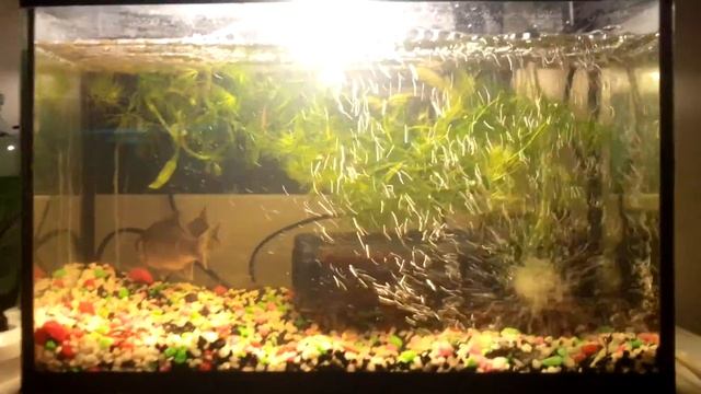 Речной карась в аквариуме смотреть онлайн