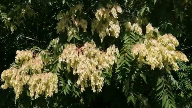 Так удивительно красиво может выглядеть Айлант высочайший у нас на ЮГАХ? смотреть онлайн