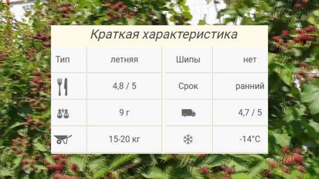 ЕЖЕВИКА НАТЧЕЗ - РАННИЙ сорт БЕЗ ШИПОВ. КРУПНАЯ ЯГОДА. ОПИСАНИЕ СОРТА Natchez, характеристики ОТЗЫВ смотреть онлайн