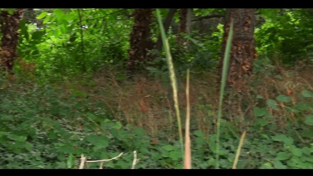 тест Sony PJ810 смотреть онлайн