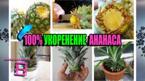 УКОРЕНЯЕМ КОРОНКУ ОТ ПОКУПНОГО АНАНАСА. РАЗМНОЖЕНИЕ АНАНАСОВ. ЭКЗОТИКА НА ПОДОКОННИКЕ 22-23