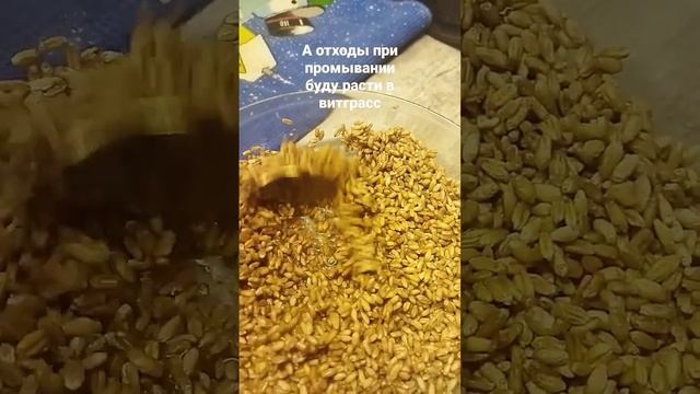 Как прорастить пшеницу - это кладезь витаминов и микроэлементов,рассказать что я из нее делаю?#дача смотреть онлайн