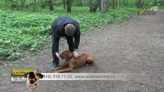 ОКД, Щенок риджбек, начальная выдержка на команде лежать смотреть онлайн