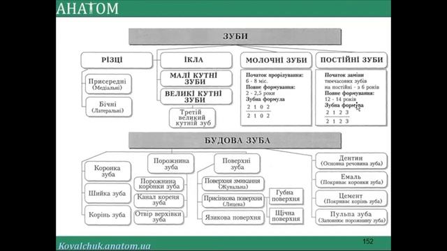 ТРАВНА СИСТЕМА смотреть онлайн
