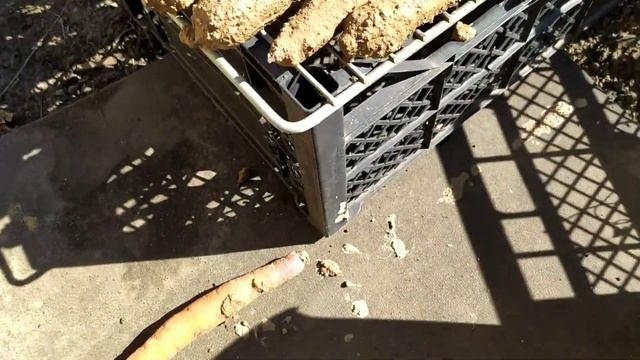 Метод хранения морковки на дачном участке.Просто и эффективно. смотреть онлайн