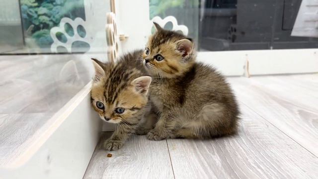 "I told you I won't sleep!" - Kitten Kiki falls asleep while sitting смотреть онлайн