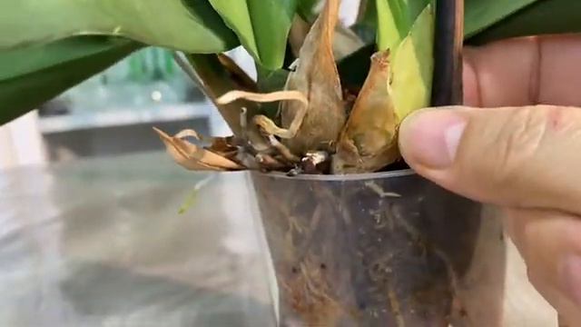 Психопсисы что новенького у них 🪴✨ смотреть онлайн