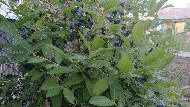 Аврора сорт жимолости на 5:06:2023г.