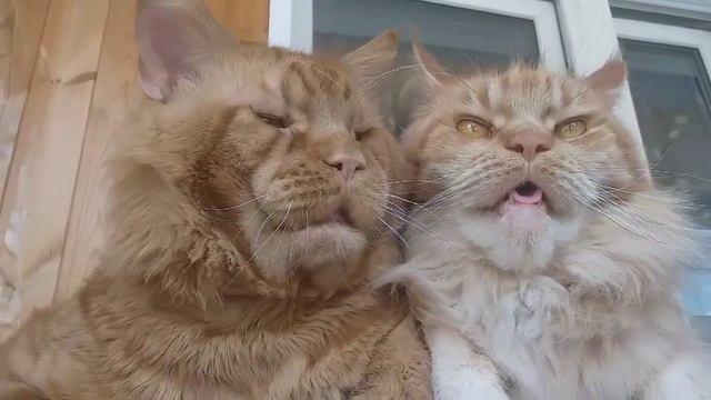 Мейн кун.Джокер и Тиффани.Когда приходишь домой с работы,а у жены такой вид,хочется опять на работу смотреть онлайн