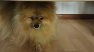 ЗЛОЙ ШПИЦ_УПРЯМЫЙ ШПИЦ