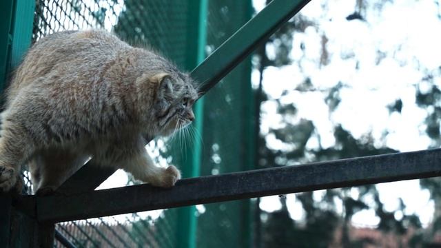 [manul] [Pallas's Cat]