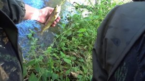 Ловля на малых реках. ловля ручьевой форели .