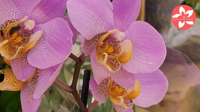 Прекрасные орхидеи в магазине ОКЕЙ смотреть онлайн