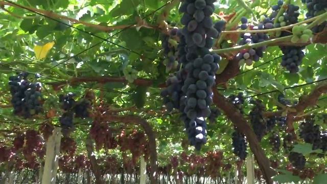 Гигантский супер сладкий виноград от Обыда смотреть онлайн