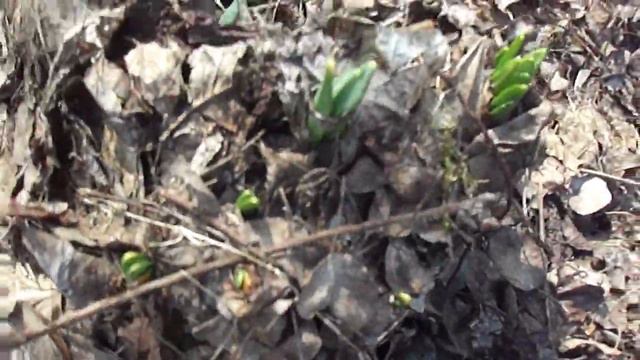 Dendrobena правильный цветник 22.04.2012. 1 смотреть онлайн