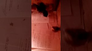 Итог переохлаждения яиц в инкубаторе