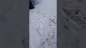 Почему гавкает мтз 50 часть 3