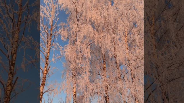 Белая берёза под моим окном. смотреть онлайн