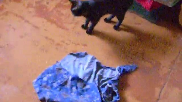 Шитя помогает мыть полы:) смотреть онлайн