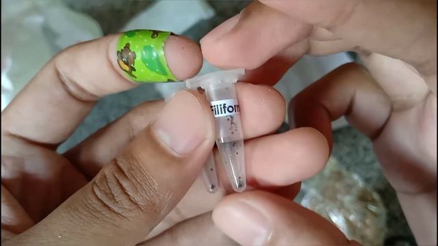 Drosera Filiformis Seeds смотреть онлайн