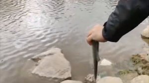 Серия 69. Фидер. Тяжёлый фидер на реке. Рыбалка с Нормундом Грабовскисом.