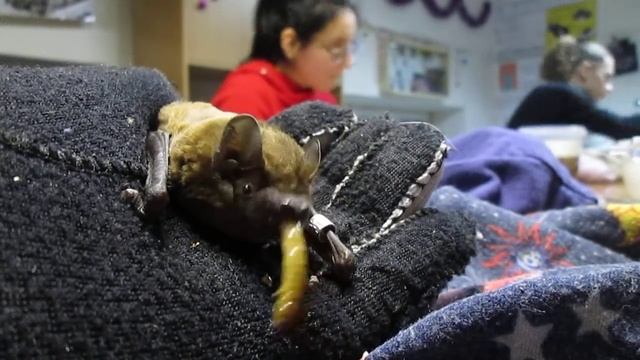 Центр реабилитации рукокрылых Харьков. Рыжая вечерница смотреть онлайн