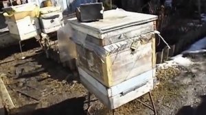 какой леток в улье лучше держать открытым весною