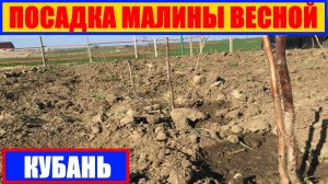 посадка малины весной в кубане #малина #светланасамойлова #малинапосадка посадка малины без шпалеры